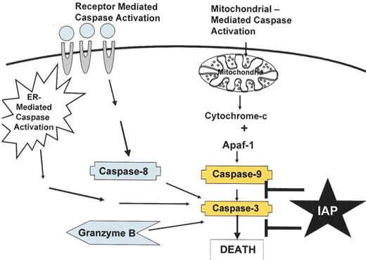 Schimmer Figure 1. Pathways of caspase activation. . / There are at least four pathways to activate caspases, including: (a) the mitochondrial pathway where damage to the mitochondria leads to release of cytochrome c and activation of caspase 9, (b) the death receptor pathway where the TNF family of death receptors activate caspase 8, (c) a pathway connected to the endoplasmic reticulum, and (d) the direct activation of effector caspases by Granzyme B. The IAP family of proteins inhibits caspases 3, 7 and 9.