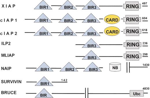 Schimmer Figure 2. Human IAP family members. . / Eight human IAP family members have been identified. All IAP family members contain at least one BIR domain and they may also contain RING and CARD domains.