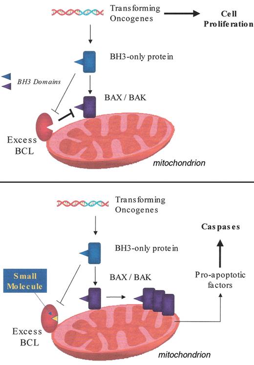Shore and Viallet Figure 2. The mitochondrial apoptosis pathway. Inhibition by excess pro-survival BCL-2 members (upper panel) and reversal of this inhibition by small molecule BCL-2 antagonist (lower panel). Details are given in the text.