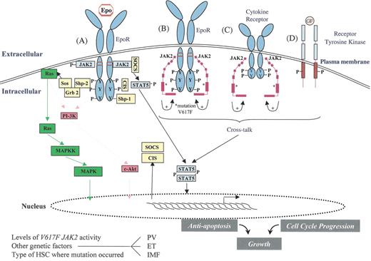 Vainchenker and Constantinescu Figure 1. JAK2 signaling in myeloproliferative disorders (MPD). . / Activation of JAK2 occurs physiologically when Epo binds to the EpoR and results in an activated dimeric conformation to the receptor (A). A number of signaling molecules (such as STAT5) become recruited to the phosphorylated receptor and JAK2. These molecules subsequently become themselves phosphorylated and activated. This results in specific gene expression pattern leading to proliferation, survival and differentiation of erythroid progenitors. At the same time, negative regulators such as SOCS and CIS proteins are induced and recruited to the receptor as well as phosphatases, such as Shp1, which negatively modulates signaling. The V617 JAK2 mutant (depicted as a modular protein in B and C) is able to bind to the cytoplasmic domain of EpoR (B) and presumably to the cytoplasmic domain of other cytokine receptors (C) and to phosphorylate discrete tyrosine (Y) residues. The V617F mutation is shown as (*) in the pseudokinase domain (B and C), and this mutation presumably activates the kinase domain of the same JAK2 molecule (intramolecular activation). The mutant JAK2 may activate cytokine receptor signaling by scaffolding to the cytoplasmic domain of EpoR and of other JAK2-utilizing cytokine receptors. This might lead to constitutive activation of STAT5, MAP-kinase, phosphatidylinositol-3-kinase (PI-3-kinase) and Akt. Activation of receptor tyrosine kinases such as IGF1 receptor (D) may synergize with the signaling of the V617 JAK2 mutant, and this cross-talk between Janus kinases and receptor tyrosine kinases may contribute to the pathogenesis of MPDs. / Depending on the level of enzymatic activity of the V617 JAK2 mutant, on the precise hematopoietic stem cell (HSC) subset where the mutation originally occurs, and on other genetic events, possibly involving SOCS or phosphatase genes, the V617 JAK2 mutant may lead to polycythemia vera (PV), essential thrombocythemia (ET), or idiopathic myelofibrosis (IMF).