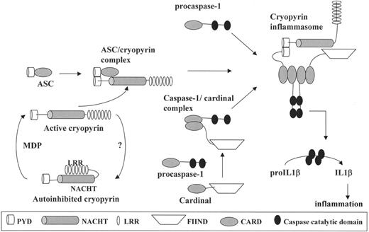 Figure 1. Activation of interleukin (IL)-1β through the cryopyrin/NALP3 inflammasome. On the lower left, the major domain structure of cryopyrin is depicted. Interaction of cryopyrin with muramyl dipeptide (MDP) is thought to activate cryopyrin and allow it to interact with the other components of the inflammasome. In the upper left, activated cryopyrin binds ASC through cognate PYRIN-PYRIN domain interactions. ASC, in turn, binds caspase-1 through homotypic interactions of their caspase recruitment (CARD) domains (upper right). This complex then binds Cardinal, which has recruited a second caspase-1 molecule. The full assembly of this macromolecular complex, the inflammasome, induces proximity of the catalytic domains of the two caspase-1 molecules, leading to autocatalysis. The released catalytic domains are then available to activate pro-IL-1β to its biologically active form, which mediates fever and inflammation. Abbreviations: PYD, PYRIN domain; NACHT, the nucleotide-binding domain of cryopyrin; LRR, leucine-rich repeat; FIIND, a domain of Cardinal that interacts with cryopyrin; CARD, caspase-recruitment domain.
