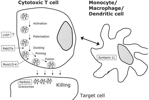 Figure 1. Molecular mechanisms based on the identification of genetic defects associated with the clinical picture of familial hemophagocytic lymphohistiocytosis (FHLH), Griscelli syndrome (GS-2) and Chédiak-Higashi syndrome (CHS). Perforin is secreted via cytotoxic granules and leads to disruption of the target cell. Cytotoxic granule processing occurs by means of a complex that contains at least a Rab27α/Munc13-4 complex and several other unknown proteins. The exact functions of LYST and syntaxin 11 are not known. In case of syntaxin 11, monocytes or macrophages/dendritic cells may interact with cytotoxic cells by an unknown mechanism.