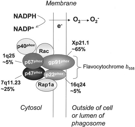 Figure 1. NADPH oxidase and molecular genetics of chronic granulomatous disease. Shown is the assembled form of the enzymatically active NADPH oxidase, along with subunits affected in the four different genetic subgroups of CGD, the approximate incidence, and the chromosomal location of the corresponding gene. Flavocytochrome b558 is the redox center of the enzyme, and is located in plasma, specific granule, and phagolysosomal membranes. This heterodimer is comprised of the gp91phox and p22phox subunits of the NADPH oxidase, which are affected in X-linked and an autosomal recessive form of CGD, respectively. The soluble regulatory proteins p47phox, p67phox, and p40phox are found in the cytosol until phagocyte activation by soluble or particulate inflammatory stimuli, upon which they move to the membrane where p47phox and p67phox bind flavocytochrome b558. Mutations in the genes encoding p47phox and p67phox account for two autosomal recessive forms of CGD. Another essential regulatory component of the NADPH oxidase is the small GTPase, Rac, which in its active GTP-bound state, becomes membrane-bound and associates with the oxidase. By a mechanism that is not fully understood, binding of these multiple regulatory subunits activates the flavocytochrome to catalyze the transfer of electrons from cytosolic NADPH across the membrane via the FAD and heme redox centers to molecular oxygen, thereby forming superoxide in the extracellular or intraphagosomal compartment. The Rap1a GTPase co-purifies with flavocytochrome b558, but its function in superoxide production is unknown. No cases of CGD have been described due to mutations in p40phox, Rac, or Rap1a.