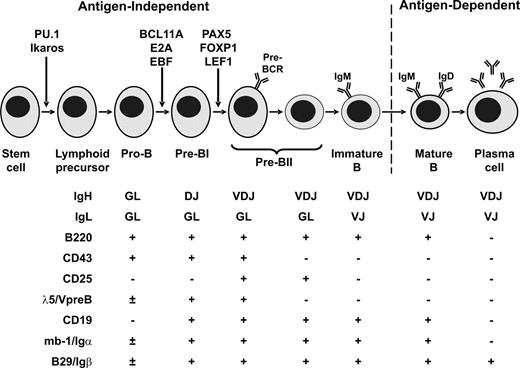 Figure 3. Transcription factors controlling normal B cell development. The stage of development at which each key transcription factor acts is denoted by arrows. . / Adapted from ref 40 with permission from Elsevier.)