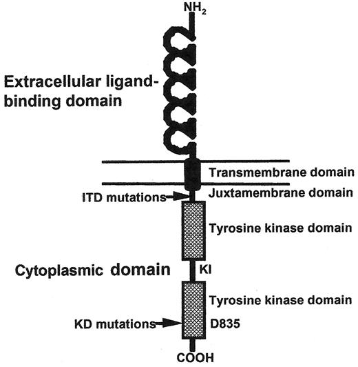 Figure 1. Cartoon of FLT3 structure. / Shown in schematic fashion are the 5 immunoglobulin-like folds that make up the ligand-binding extracellular domain, single transmembrane domain, and cytoplasmic domain made up of a kinase domain interrupted by a kinase insert. The juxtamembrane domain where internal tandem duplications (ITDs) occur, and aspartic acid 835 where most kinase domain mutations occur are indicated by arrows.