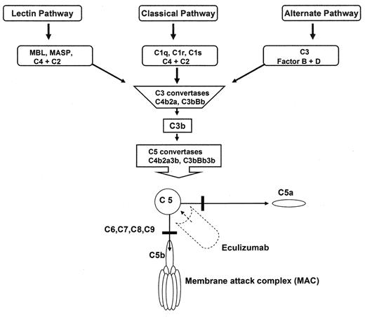 Figure 2. Overview of the complement cascade. Classic, alternative, and Lectin pathways converge at the point of C3 activation. The lytic pathway is initiated with the formation of C5 convertase and leads to the assembly of the C5, C6, C7, C8, (n) C9 membrane attack complex. Eculizumab is a monoclonal antibody that binds to C5, thereby preventing the formation of C5a and C5b. C5b is the initiating component of the MAC.