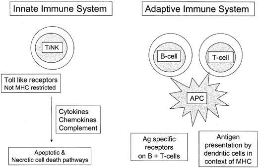 Figure 1. Overview of innate and adaptive immune systems. / The innate immune system includes defense mechanisms encoded in the germline of the host. It does not require prior sensitization to antigen, and represents a primitive line of defense, closely linked to mucosal or barrier immunity. The adaptive immune system is based on prior sensitization to antigen and antigen presentation by dendritic cells in the context of MHC. Because it acts based on antigen-specific receptors on T cells and B cells, it has greater specificity.