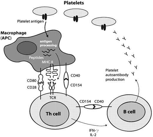 Figure 1. Emergence of antiplatelet autoantibodies. / Platelet proteins are cleaved to peptides by an antigen-presenting cell (APC) and expressed on the APC cell surface via MHC class II molecules. The T-cell receptor (TCR) of the Th cell can then bind the peptide-MHC complex and signal activation that upregulates CD154 (CD40 ligand) to interact with CD40 on the APC and cause additional costimulatory interactions to occur. The activated Th cell produces cytokines (interleukin-2 and interferon-γ) that promote B-cell differentiation and antibody production.