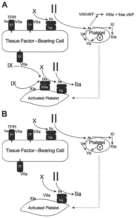 Figure 1. Models of coagulation and hemophilia. / Reprinted with permission from Roberts HR, et al. Blood. 2004;104:3858–3864.