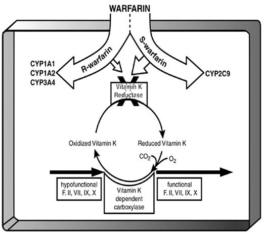 Figure 1. After oral absorption, warfarin is transported to the liver where CYP1A1, CYP1A2, and CYP3A4 metabolize the R-enantiomer and CYP2C9 metabolizes the more potent S-enantiomer. Warfarin inhibits vitamin K reductase, which is synthesized (at least in part) by VKORC1. By impairing the regeneration of the reduced form of vitamin K, R- and S-warfarin interfere with the vitamin-K–dependent carboxylation of clotting factors prothrombin (II), VII, IX, and X. / Reprinted with permission from Gage BF, van Walraven C, Pearce L, et al. Selecting patients with atrial fibrillation for anticoagulation: stroke risk stratification in patients taking aspirin. Circulation. 2004;110:2287–2292.
