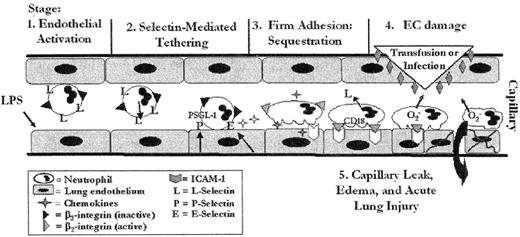 Figure 1. The two-event model of acute lung injury (ALI). / The stimulus (endotoxin = LPS) for proinflammatory endothelial activation comes from the intravascular space resulting in firm adherence of PMNs through: (1) slowing of vascular flow and L-selectin–mediated loose attachment and P- and E-selectin–induced tethering and (2) chemokine-induced firm adhesion and sequestration of PMNs. These firmly adherent, sequestered PMNs may be activated by a second agonist (3), the infusion of specific antibodies directed against granulocyte antigens or biologic response modifiers resulting in activation of PMNs endothelial damage (4), capillary leak, and ALI (5). / Reprinted with permission from Silliman CC, Kelher M. Transfusion. 2005 (suppl);45:109S-16S.