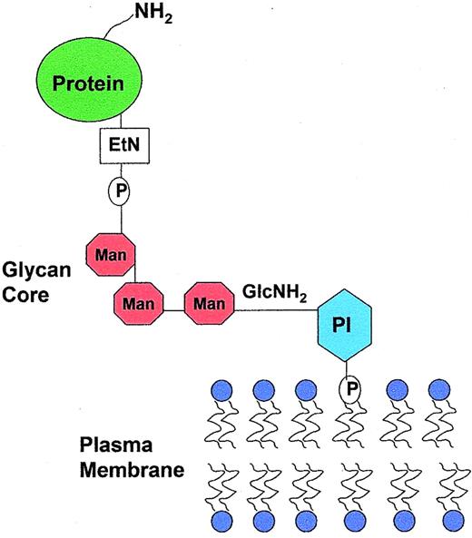 Brodsky Figure 1. Structure of the GPI anchor. Phosphatidylinositol (PI) is inserted into the lipid bilayer of the plasma membrane. The glycan core, which contains the proaerolysin binding site, consists of a molecule of N-glucosamine (GlcNH2), three manose molecules (Man) and a molecule of ethanolamine (EtN). The representative protein is covalently attached through an amide bond to an ethanolamine on the terminal mannose.