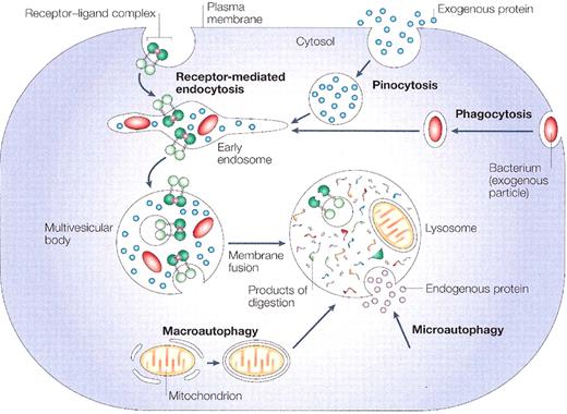 Ciechanover Figure 2. The four digestive processes mediated by the lysosome:. / (i) specific receptor-mediated endocytosis, (ii) pinocytosis (non-specific engulfment of cytosolic droplets containing extracellular fluid), (iii) phagocytosis (of extracellular particles), and (iv) autophagy (micro- and macro-; of intracellular proteins and organelles). / (with permission from Nature Publishing Group. Published originally in Ref. 83).