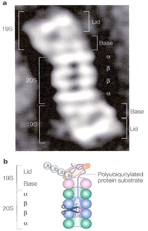 Ciechanover Figure 5. The proteasome. / The proteasome is a large, 26S, multicatalytic protease that degrades polyubiquitinated proteins to small peptides. It is composed of two sub-complexes: a 20S core particle (CP) that carries the catalytic activity, and a regulatory 19S regulatory particle (RP). The 20S CP is a barrel-shaped structure composed of four stacked rings, two identical outer α rings and two identical inner β rings. The eukaryotic α and β rings are composed each of seven distinct subunits, giving the 20S complex the general structure of α1–7β1–7β1–7α1–7. The catalytic sites are localized to some of the β subunits. Each extremity of the 20S barrel can be capped by a 19S RP each composed of 17 distinct subunits, 9 in a “base” sub-complex, and 8 in a “lid” sub-complex. One important function of the 19S RP is to recognize ubiquitinated proteins and other potential substrates of the proteasome. Several ubiquitin-binding subunits of the 19S RP have been identified; however, their biological roles mode of action have not been discerned. A second function of the 19S RP is to open an orifice in the a ring that will allow entry of the substrate into the proteolytic chamber. Also, since a folded protein would not be able to fit through the narrow proteasomal channel, it is assumed that the 19S particle unfolds substrates and inserts them into the 20S CP. Both the channel opening function and the unfolding of the substrate require metabolic energy, and indeed, the 19S RP “base” contains six different ATPase subunits. Following degradation of the substrate, short peptides derived from the substrate are released, as well as reusable ubiquitin (with permission from Nature Publishing Group. Published originally in Ref. 83). / a. Electron microscopy image of the 26S proteasome from the yeast S. cerevisiae. / b. Schematic representation of the structure and function of the 26SA proteasome.