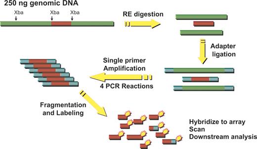 Downing Figure 1. Schematic representation of DNA labeling procedure used for single nucleotide polymorphism (SNP) microarray hybridization analysis. / Adapted from ref. 39.