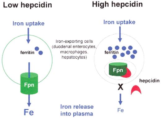 Ganz Figure 1. The effect of the hepcidin-ferroportin interaction on cellular iron export. When hepcidin concentrations are low, cellular iron is exported into plasma through membrane-associated ferroportin (Fpn). When hepcidin concentrations are high, hepcidin binds to ferroportin, and ferroportin is internalized and degraded. As a consequence of the loss of ferroportin, cellular iron export decreases and iron accumulates in cytoplasmic ferritin.