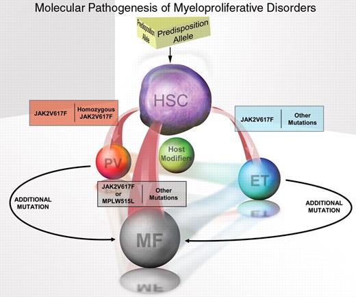 Levine Figure 1. Model of the molecular pathogenesis of polycythemia vera (PV), essential thrombocytosis (ET), and myelofibrosis (MF). / Illustration by Eric Smith.