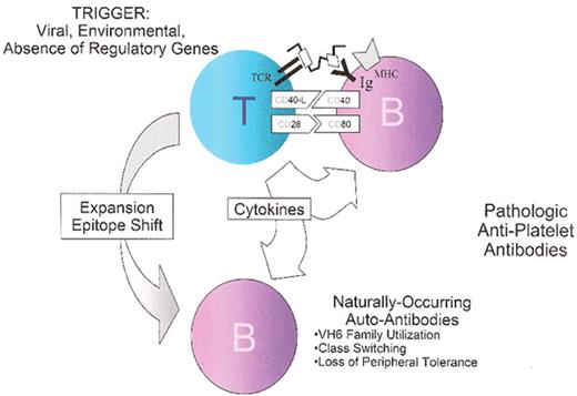 Nugent Figure 2. Antigen presentation through surface Ig.