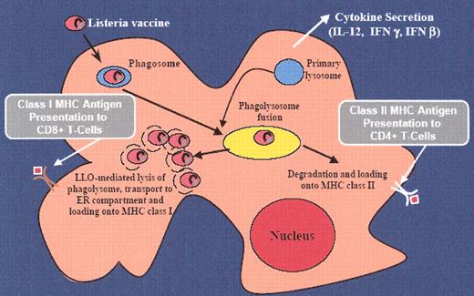 Roback Figure 3. Features of the Listeria life-cycle relevant to vaccination.