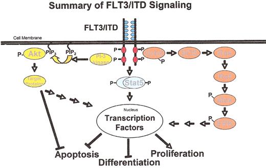 Small Figure 2. Cartoon of signaling through constitutively activated FLT3. Shown are the three major pathways through which mutant FLT3 signals.