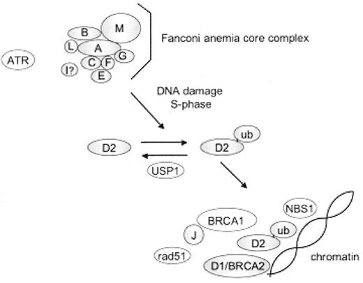 Figure 2. The Fanconi anemia pathway. / FA proteins (A, B, C, D1, D2, E, F, G, I, J, L, M) are depicted with shaded circles. Additional DNA repair proteins interacting with the FA pathway are denoted in open circles. Following activation of the FA complex by DNA damage or the cell cycle, the D2 protein is monoubiquitinated. Monoubiquitinated D2 protein translocates to chromatin where it co-localizes with additional DNA repair proteins.