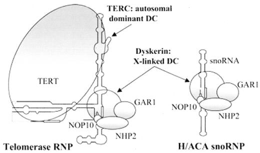Figure 3. Telomerase and H/ACA small nucleolar ribonucleoprotein complexes. / Reproduced with publisher permission from Vulliamy TJ, et al. Blood. 2006;107(7):2680–2685 . / Abbreviations: sno, small nucleolar; RNP, ribonucleoprotein.