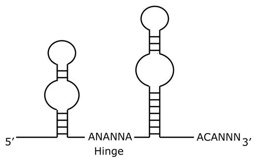 Figure 4. Schematic diagram of box H/ACA RNA structure. / H/ACA RNAs are characterized by two hairpin stem-loop structures separated by a hinge region and followed by a tail containing the sequence ACA located three residues from the 3′ terminus.