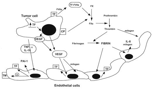 Figure 1. Host-tumor cell interaction and the hypercoagulable state of cancer. Tissue factor (TF) and cancer procoagulant (CP) are synthesized and expressed on the surface of tumor cells. The effects of these tumor cell procoagulants (made by both solid tumor and leukemic cells) are enhanced by the production of proangiogenic cytokines such as interleukin-8 (IL-8) and vascular endothelial growth factor (VEGF), both by the tumor cells and local endothelial cells. Release of proinflammatory cytokines, such as tumor necrosis factor (TNF-α) and interleukin-1 (IL-1b), by the tumor cells and host inflammatory cells further stimulates the hypercoagulable state, as follows. These cytokines are indirect procoagulants by virtue of their ability to convert the anticoagulant endothelium to a procoagulant endothelium by (1) down-regulation of thrombomodulin (TM) expression and (2) increased endothelial cell synthesis of TF and plasminogen activator type 1 (PAI-1). Generation of fibrin at the endothelium enhances thrombogenesis by inducing additional TF and IL-8 production by the injured endothelial cells. (Figure modified and reproduced from Falanga and Rickles,2 with permission of the publishers).