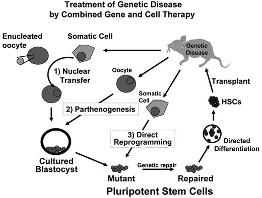 Figure 1. Combining gene therapy with cell therapy for the treatment of genetic bone marrow disorders. Three strategies for generating autologous pluripotent stem cells are shown and described in the text: (1) Somatic cell nuclear transfer (SCNT); (2) parthenogenesis; and (3) direct somatic cell reprogramming with defined genetic factors. Each of these methods produces a pluripotent stem cell that can be cultured in vitro, which facilitates safe and effective correction of single gene defects. Repaired cells can then be differentiated into desired tissues for transplantation. Differentiation into hematopoietic stem cells (HSCs) enables autologous transplantation and genetically normal hematopoiesis.