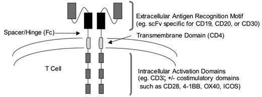 Figure 2. Design of chimeric antigen receptors using antibody domains for targeting T-cell specificity to B-cell malignancies.