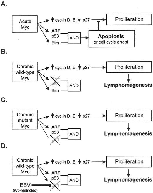 Figure 2. Mechanisms for escaping c-MYC induced apoptosis. Panels A–C are adapted from Dang et al.28 (A) Acute activation of Myc induces target genes involved in proliferation, but the activation of ARF, p53, and Bim (which inhibits Bcl2) leads to apoptosis or cell cycle arrest. Activation of both the ARF/p53 and Bim pathways are required for apoptosis induction (B) Chronic expression of wild-type Myc induces lymphomagenesis coordinately with the inactivation of ARF or p53. (C) Chronic expression of Myc mutants derived from Burkitt lymphoma (BL) cells fail to activate Bim and hence promote lymphomagenesis despite the presence of wild-type p53 or ARF. (D) In our proposed model, EBV in a Wp-restricted form of latency down regulates Bim in BL cells and thus contributes to lymphomagenesis.