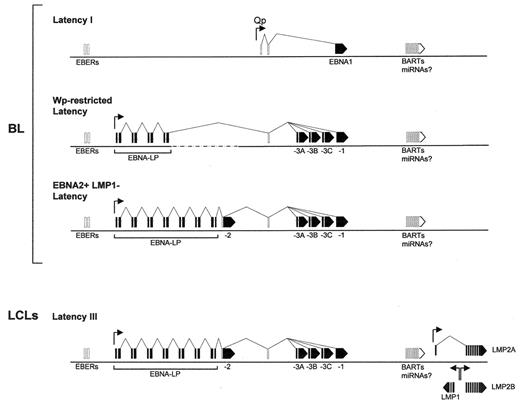 Figure 3. Alternative forms of EBV latency. Transcripts expressed in lymphoblastoid cell lines (LCLs) and in three alternative forms of latency seen in early passage BL cell lines are illustrated relative to the EBV linear genome, with promoters (arrowheads) and splicing patterns as shown; coding exons (EBNA and LMP mRNAs) are shaded solid, while non-coding exons (EBER RNAs, BamHI A RNAs, and BART miRNAs) are unfilled.