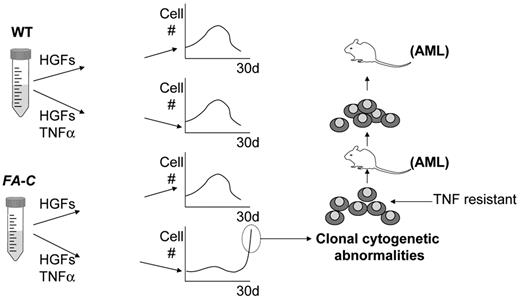Figure 2. Formal proof of clonal adaptation/selection in a preclinical model of Fanconi anemia (FA). FA group C mutant cells are intrinsically hypersensitive to the apoptotic effects of TNFα, yet clonally evolved cells are resistant.33,34 To test the hypothesis that TNF exposure would change the fitness landscape significantly enough to permit rapid clonal evolution specifically in FA stem cells, Kit+, lin−, Sca+ marrow cells from wild-type (WT) and Fancc−/− mice (a murine model of FA of the C complementation group) were exposed for various periods of time (up to 35 days) to hematopoietic growth factors (HGFs) alone or to the same growth factors plus TNFα.35 Cell numbers rose then declined over a period of 30 days in wild-type cell cultures and in Fancc−/− cells exposed to HGFs alone. However, while, as expected, expansion of Fancc−/− stem cell progeny was markedly suppressed by TNFα for 2 to 3 weeks, by late in the third week, a population of proliferating cells appeared. These cells bore clonal cytogenetic defects, were resistant to TNFα, and when transplanted into recipient mice, led to the development of acute myelogenous leukemia (AML) within approximately 4 months. Transplantation of the leukemic cells led to the development of leukemia in a second recipient mouse with a much shorter latency period.35