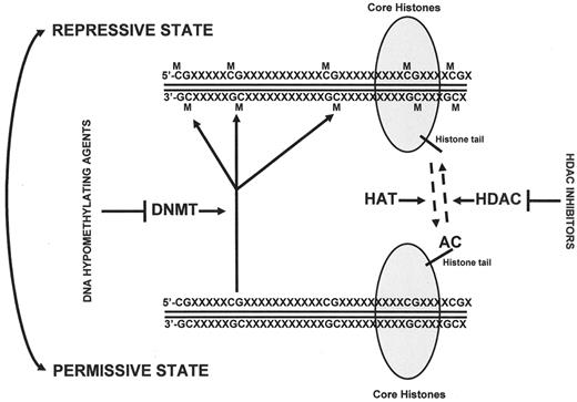 Figure 1. Targets of epigenetic therapy. / Chromatin is composed of both the double DNA strand and a scaffold of proteins, mainly formed by histone proteins. The basic structure of chromatin is the nucleosome that is composed of the core histones (histone H3 and histone H4) and 146 base pairs of DNA wrapped around them. Epigenetic regulation of gene promoter regions is crucial for gene expression control. In a chromatin-permissive state, most promoters that contain a CpG island are not methylated (M), and the lysine residues in histone tails are acetylated (AC). In this condition most genes can be expressed. In contrast, in its repressive state, which is associated with gene silencing, both methylation (M) of cytosine residues and deacetylation of histone tails can occur. In principle these two processes are enzymatically independent but can be functionally linked. DNA methylation is mediated by enzymes with DNA methyltransferase (DNMT) activity. No opposing activity to DNMT is currently known. Therefore, when DNA methylation is established, a phenomenon dependent on DNA replication, it is perpetuated in secondary cell divisions. DNMTs are inhibited by drugs such as 5-azacitidine and 5-aza-2′-deoxycitidine. The use of these drugs results, both in vivo and in vitro, in DNA hypomethylation and gene re-expression. In contrast, histone acetylation is a more dynamic process controlled by two opposing enzymatic activities: histone acetyltransferases (HAT) that introduce acetylation and histone deacetylases (HDAC) that induce deacetylation. HDAC inhibitors inhibit HDAC, thus rendering HAT unopposed, resulting in histone acetylation. Therefore the use of DNMT and HDAC inhibitors allows the conversion of a repressive chromatin state into a permissive one. How this results in clinical responses is unknown at the present time.