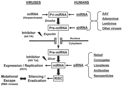 Figure 1. Human/mammalian RNAi pathway and therapeutic options. . / Shown in the center is the enzymatic cascade leading from nuclearly expressed primary micro-RNAs (pri-miRNAs) to cytoplasmically active mature miRNAs. The three key cellular enzymes/proteins in this pathway (Drosha, Exportin and Dicer) are shown in italics. The right side summarizes options to reprogram this endogenous pathway for therapeutic intervention: viral vector-mediated nuclear expression of miRNAs or shRNAs, or alternatively, cytoplasmic delivery of siRNAs (mimicking mature miRNAs). The different vector options are described in the text. The left side shows examples of pathogenic viruses as some of the most clinically relevant RNAi targets, and ways how they have evolved to highjack and control human RNAi mechanisms. These include the expression of virally encoded miRNAs, or the exploitation of cellular counterparts, as well as the inhibition of key steps in the RNAi pathway. If successful, therapeutic RNAi can lead to the suppression of target (viral) gene expression (and virus replication). However, in particular RNA viruses can counteract RNAi by mutational escape. / Abbreviations: RISC, RNA-induced silencing complex; Ad VA, adenovirus VA RNA; HIV Tat, HIV Tat protein; HCV, hepatitis C virus.