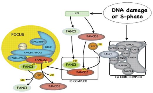 Alter Figure 1A. Schematic representation of protein interactions in the FA pathway. DNA lesions arising during normal S-phase or after DNA damage activate ATR-dependent phosphorylation and FA core complex–dependent monoubiquitination of both FANCD2 and FANCI. The ID complex consisting of monoubiquitinated FANCD2 and FANCI forms nuclear foci in chromatin. USP1 deubiquitinates both proteins. / Reprinted from Developmental Cell, vol. 23. Grompe M, van de Vrogt H. The Fanconi family adds a fraternal twin; pp 661–662, 2007, with permission from Elsevier.37