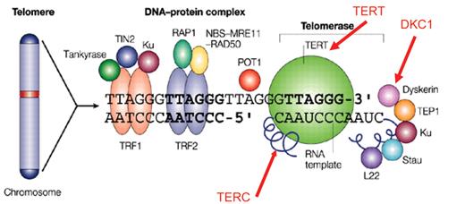 Alter Figure 1B. Telomere maintenance pathway. Telomeres contain hexanucleotide repeats (TTAGGG)n and associated proteins involved in the addition of these base pairs during mitosis. The major components of the telomerase pathway are the RNA template and the telomerase enzyme, but multiple proteins are involved, only some of which are shown in the figure. / Reprinted by permission from Macmillan Publishers Ltd: Nature Reviews Immunology. 2002;2:699–706 .38