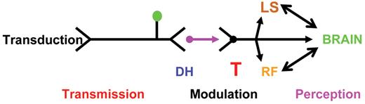 Ballas Figure 1. Molecular mechanisms of pain. / Abbreviations: DH, dorsal horn; T, thalamus; LS, limbic system; RF, reticular formation. / Reprinted with permission from Semin Hematol. 2001;38(4):309.