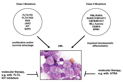 Döhner Figure 1. Model of leukemogenesis with two cooperating classes of mutations.