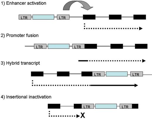 Dunbar Figure 2. Insertional mutagenesis by integrating vectors. An integrated provirus with strong enhancers in the vector LTRs can activate adjacent proto-oncogenes or inactivate tumor repressor genes.