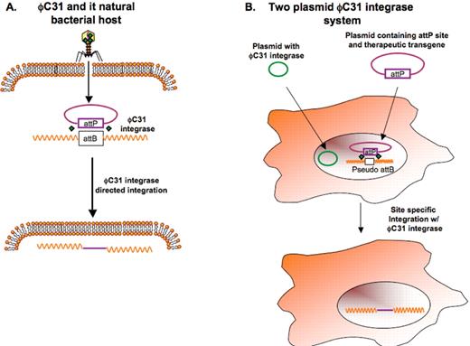 High Figure 3. (A) The phage ϕC31 uses an integrase-driven system to insert its genetic content into a host bacterium. The system requires ϕC31 integrase and a pair of complementary sequences in the phage (attP) and the bacterial host genome (attB). (B) Two plasmids, one containing ϕC31 integrase, the other containing the attP site and the therapeutic transgene, are used to co-transfect mammalian cells. The ϕC31 integrase effects transgene insertion into the mammalian genome at pseudo-attB sites, recognized by the attP site in the therapeutic gene plasmid.