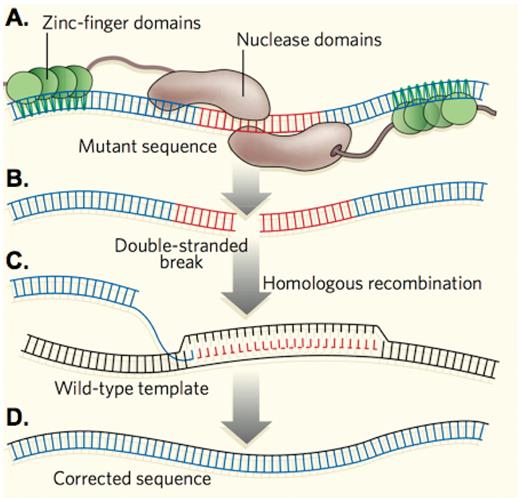 HIgh Figure 4. Genome editing by zinc finger nucleases. (A) A zinc finger nuclease consisting of DNA recognition domains and an endonuclease are designed to recognize a specific site near a mutation. (B) The nuclease domains introduce a double-strand break into the DNA. (C) A wild-type sequence in introduced into the cells and used as the template for a cellular repair process, homologous recombination. (D) The mutant sequence is corrected. Adapted from High, Nature 2005;435:577–579.