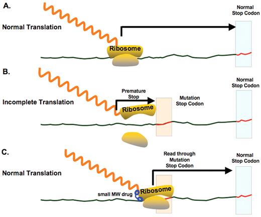 High Figure 5. Translational bypass therapy using a small-molecule drug. (A) In normal translation, the ribosome translates mRNA to produce the polypeptide chain. (B) A nonsense mutation introduces a premature stop codon, resulting in synthesis of a truncated (non-functional) protein. (C) A small molecule drug permits readthrough of the premature stop codon, restoring normal translation.