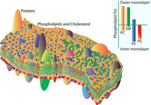 Kuypers Figure 1. The red cell membrane bilayer. Phospholipid molecular species move rapidly in the plane as well as across the bilayer in a dynamic but highly organized fashion. Areas are enriched in certain lipids essential for proper protein function, and phospholipids are asymmetrically distributed across the lipid bilayer, with the amino phospholipids (PS and PE) on the inside and choline containing phospholipids (PC and SM) on the outside.