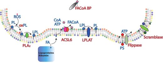 Kuypers Figure 2. Maintenance of phospholipid organization in red blood cells. Reactive oxygen species (ROS) will modify the unsaturated fatty acyl side chains in phospholipids (PL). The oxidized lipids (oxPL) will have a different orientation in the bilayer and are recognized by phospholipases (PLA2) that remove the oxidized fatty acid to generate lysophospholipid (LPL). Fatty acid (FA) taken up from plasma is activated to fatty acyl CoA (FA-CoA) by acylCoA synthetase (ACSL6) using adenosine triphosphate (ATP) and Coenzyme A (CoA). FA-CoA pools are modulated by FA-CoA–binding protein (FA-CoABP). Lysophospholipid acylCoA acyltransferases (LPLAT) use FA-CoA and LPL to generate PL, completing the de-acylation/re-acylation repair cycle. The asymmetric distribution of phospholipids across the bilayer is maintained by the Magnesium ATP-dependent aminophospholipidtranslocase or flippase, which transfers PS and PE from outer to inner monolayer at the expense of ATP. Loss of phospholipid asymmetry and the exposure of PS is triggered by a phospholipid scrambling activity.
