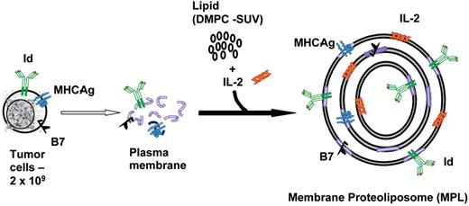 Neelapu and Kwak Figure 2. Schema for manufacture of membrane proteoliposomal vaccine. Following an excisional biopsy of at least a 2 cm lymph node, the tumor sample is processed into a single cell suspension and proteins from whole cell membranes are directly extracted from 2 × 109 lymph node biopsy cells with detergent. The membrane proteins are incorporated into liposomes along with interleukin (IL)-2 to produce membrane-patched proteoliposome vaccine. The liposomes are initially in the form of small unilamellar vesicles (SUV) when synthesized from dimyristoylphosphatidylcholine (DMPC). These SUVs coalesce following incubation with IL-2 to form large multilamellar vesicles with the incorporation of IL-2 and various membrane proteins within the lipid bilayers. / Abbreviations: Id, idiotype; MHC Ag, major histocompatibility antigen complex; B7, T-cell costimulatory molecule.