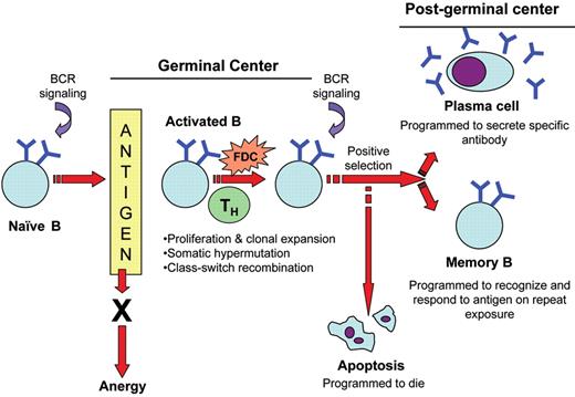 Natkunam Figure 1. Schematic representation of normal B-cell ontogeny in the germinal center. / Naïve B-cells encounter antigen and undergo proliferation, clonal expansion, somatic hypermutation and class-switch recombination in the germinal center microenvironment. The resulting B-cell clones with high affinity antibodies are positively selected to differentiate into plasma cells and secrete large quantities of specific antibodies or become memory B-cells that recognize and respond to repeat antigen exposure. The remaining B-cell clones are eliminated by apoptosis.