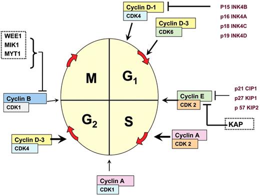 O’Connor Figure 1. Schematic representation of cell cycle regulatory influences, depiciting the role of cyclin D, the cell cycle–dependent kinases, and the cell cycle–dependent kinase inhibitors.