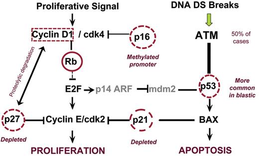 O’Connor Figure 2. The interplay of established cell cycle events in the pathogenesis in MCL. Loss of cell cycle–dependent kinase inhibitor influence (i.e., p16, p21 or p27) synergizes with the driving force of cyclin D1 overexpression. P53 is more commonly mutated in cases of blastic mantle cell lymphoma