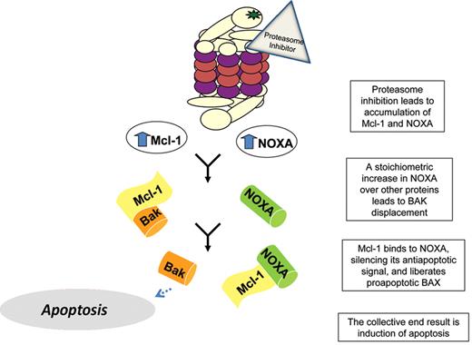 O’Connor Figure 3. A theoretical model for how proteasome inhibitors could affect the balance between pro- and antiapoptotic forces in MCL. Proteasome inhibition leads to increased NOXA and MCL-1, the latter of which could theoretically mitigate some of the therapeutic merit of targeting the proteaseome. However, the selective increase in NOXA results in liberation of the pro-apoptotic BAX, which then mediates induction of apoptosis.